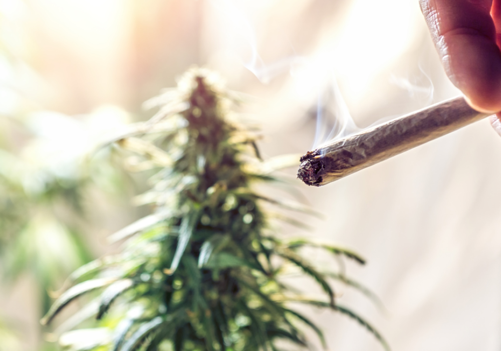 Chart visualizing cannabis consumption trends
