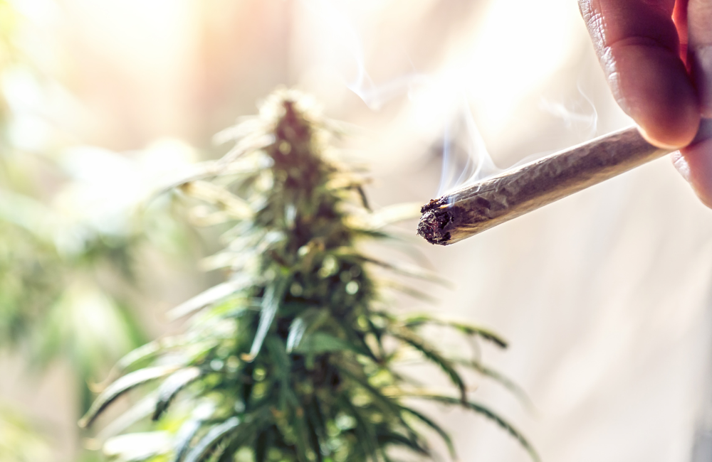 Chart visualizing cannabis consumption trends